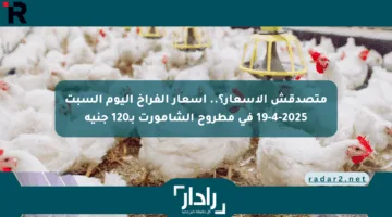 متصدقش الأسعار؟.. أسعار الفراخ اليوم السبت 19-4-2025 في مطروح الشامورت بـ120 جنيه